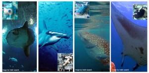 Big Four Cover wordpress