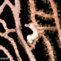 Image by Don Sutherland -Pygmy&nbsp;Seahorse