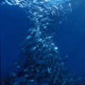 Don sutherland 09 – amazing fish&nbsp;formation