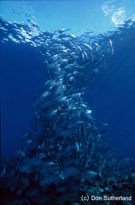 Don sutherland 09 - amazing fish formation