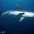 Image by Don Sutherland –&nbsp;Shark