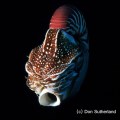 Don Sutherland – Nautilus&nbsp;02