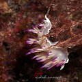 Nudibranch Flabellina bulbosa