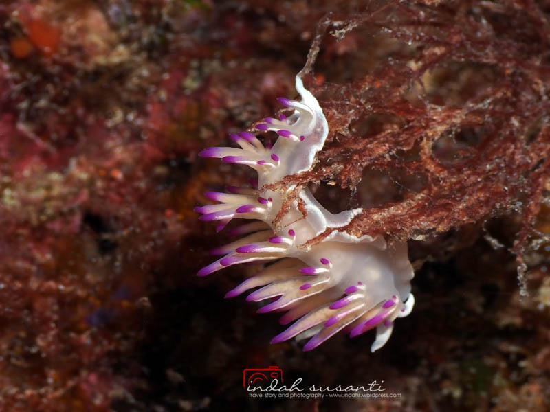 Nudibranch Flabellina bulbosa