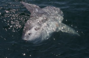 Sunbathing Mola-Mola (image by Moosealope)
