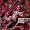 Pygmy Sea Horse
