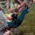 Nembrotha Nudibranch