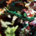 Underwater Photography by Indah&nbsp;Susanti