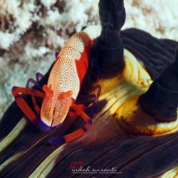 Pombo Island - Maluku