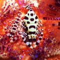 Maluku Underwater Photography