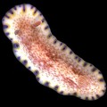 Chromodoris aureopurpurea