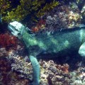 Galapagos Marine Iguana