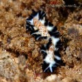 Flatworm Maritigrella virgulata