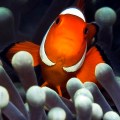Clownfish
