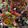 Scorpionfish