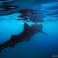 Whale Shark