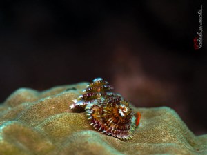 Christmas Tree (tube worm)
