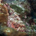 Scorpionfish