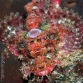 Scorpionfish