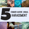 Cover Marine Animal Harassment&nbsp;wordpress