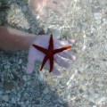 Sea Star taken by&nbsp;Skimaniac