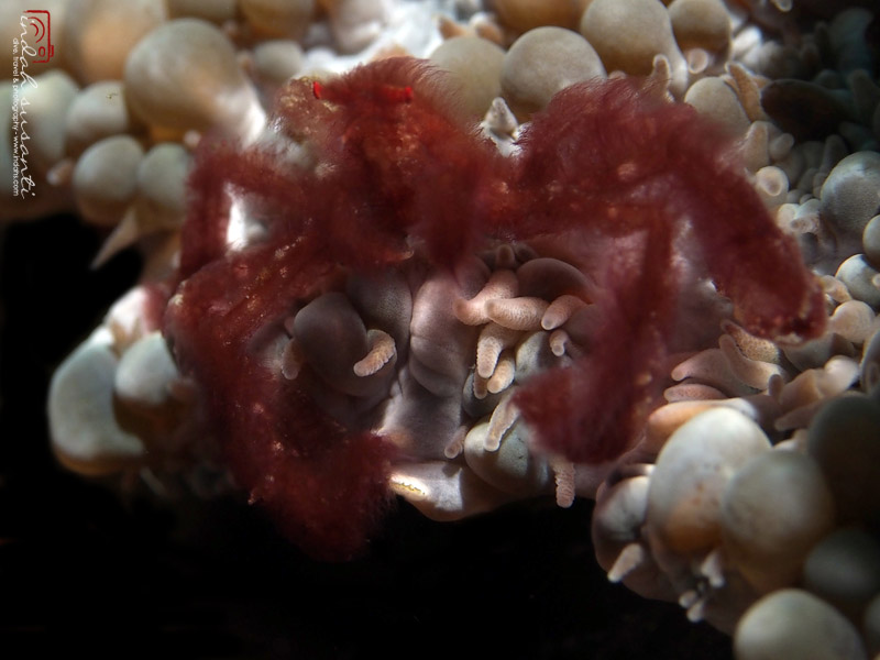 Orangutan Crab