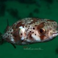 Underwater Photography of Cabo&nbsp;Verde