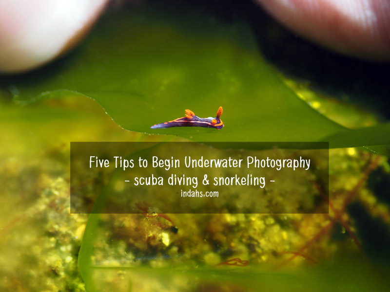 Nudibranch in Ambon Bay