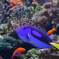 Royal Blue Tang&nbsp;Flickr