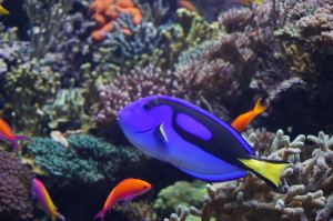 Royal Blue Tang by Teddy Hartanto