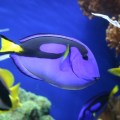 Royal Blue Tang –&nbsp;Pixabay