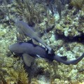 Nurse Sharks