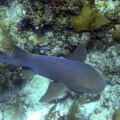 Nurse Shark