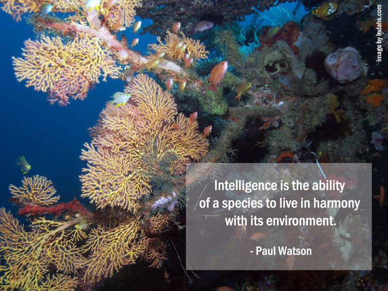 Inspiring Quote to Save Our Seas
