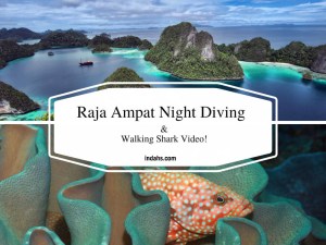 00b-raja-ampat-wordpress