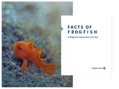frogfish-cover-wordpress