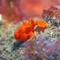 Underwater Photography by Indah&nbsp;Susanti