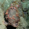 Frogfish