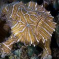 psychedelic-frogfish