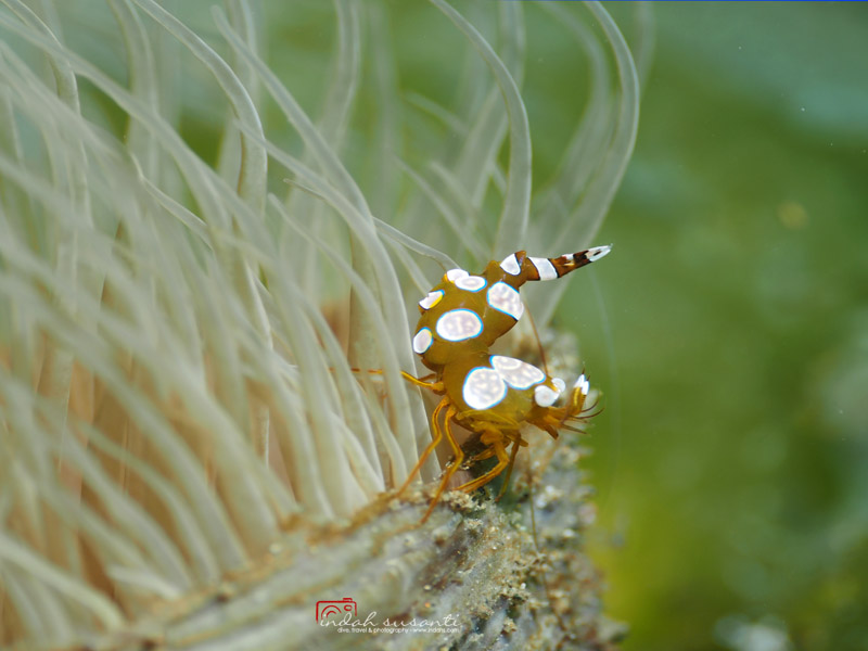Sexy Anemone Shrimp 