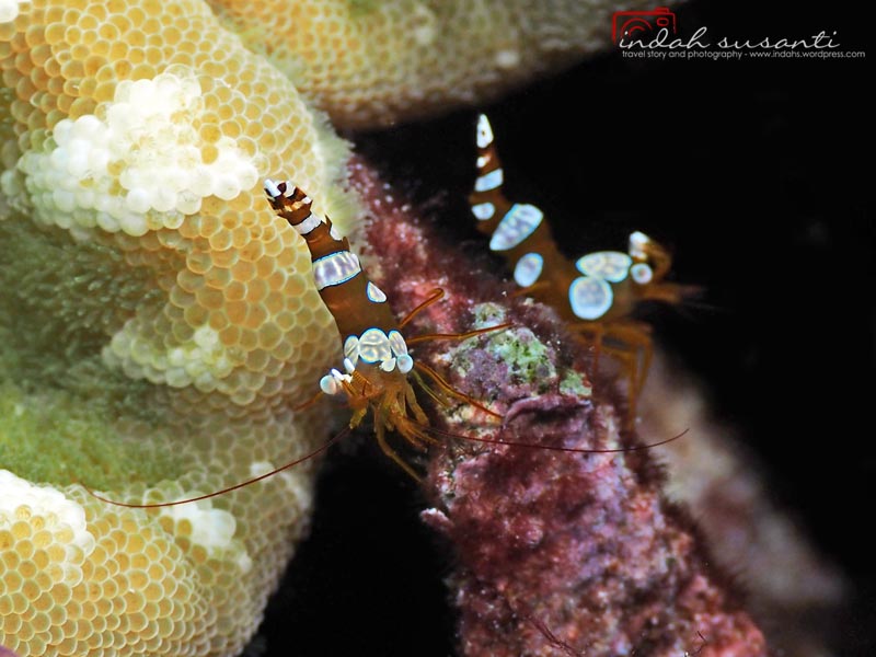 Sexy Anemone Shrimp