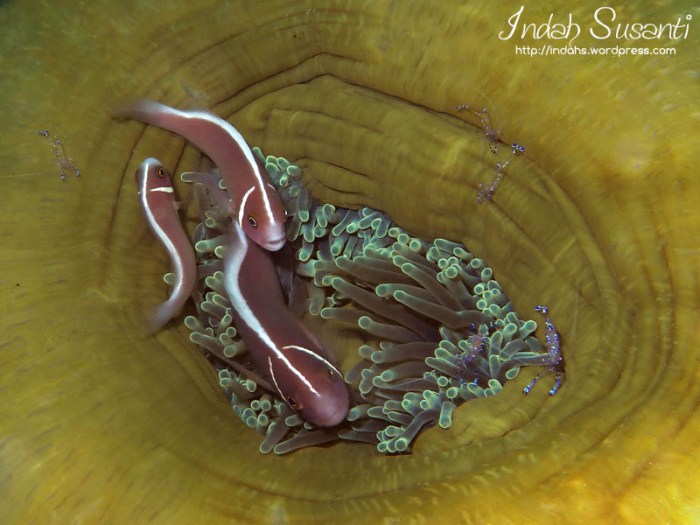 Pink Skunk Clownfish