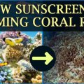 sunscreen harms corals