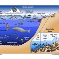 pelagic zone layers