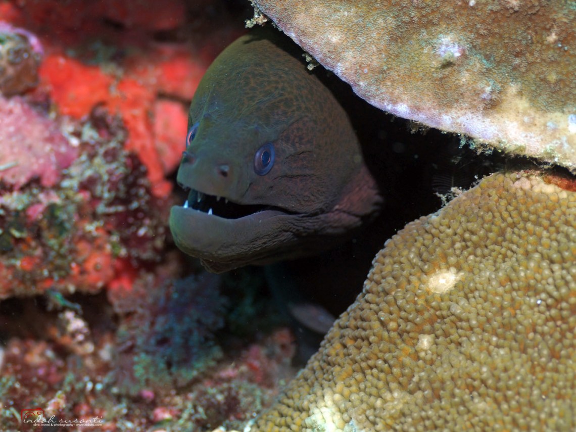 Moray eel Cape Verde