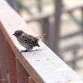 Common Cactus Finch