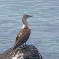 Blue Booby bird