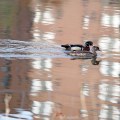 Wood Duck