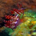 Bangka, Nudibranch