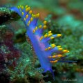 Flabellina Iodinea (Spanish&nbsp;Shawl)